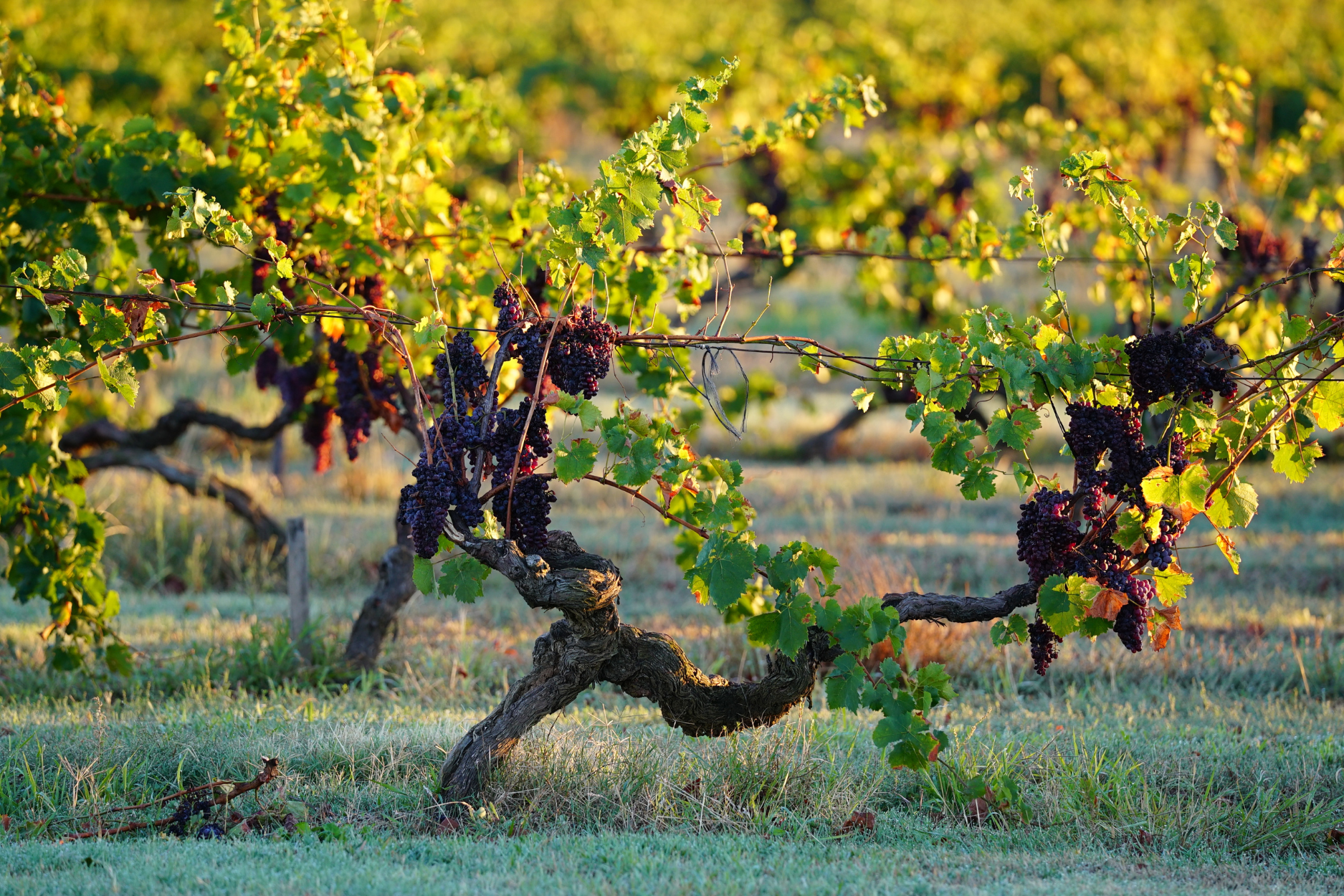 Supporting a Greener Future for Winegrowing at Morris